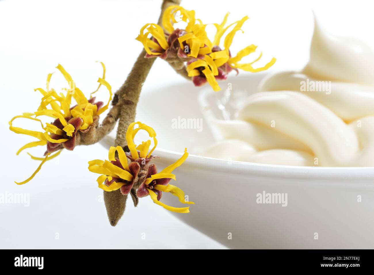 Ramoscello di strega in fiore (hamamelis) con fiori gialli di fronte a una ciotola sfocata con crema per la cura della pelle, cosmetici dalla natura, sfondo bianco, clone Foto Stock