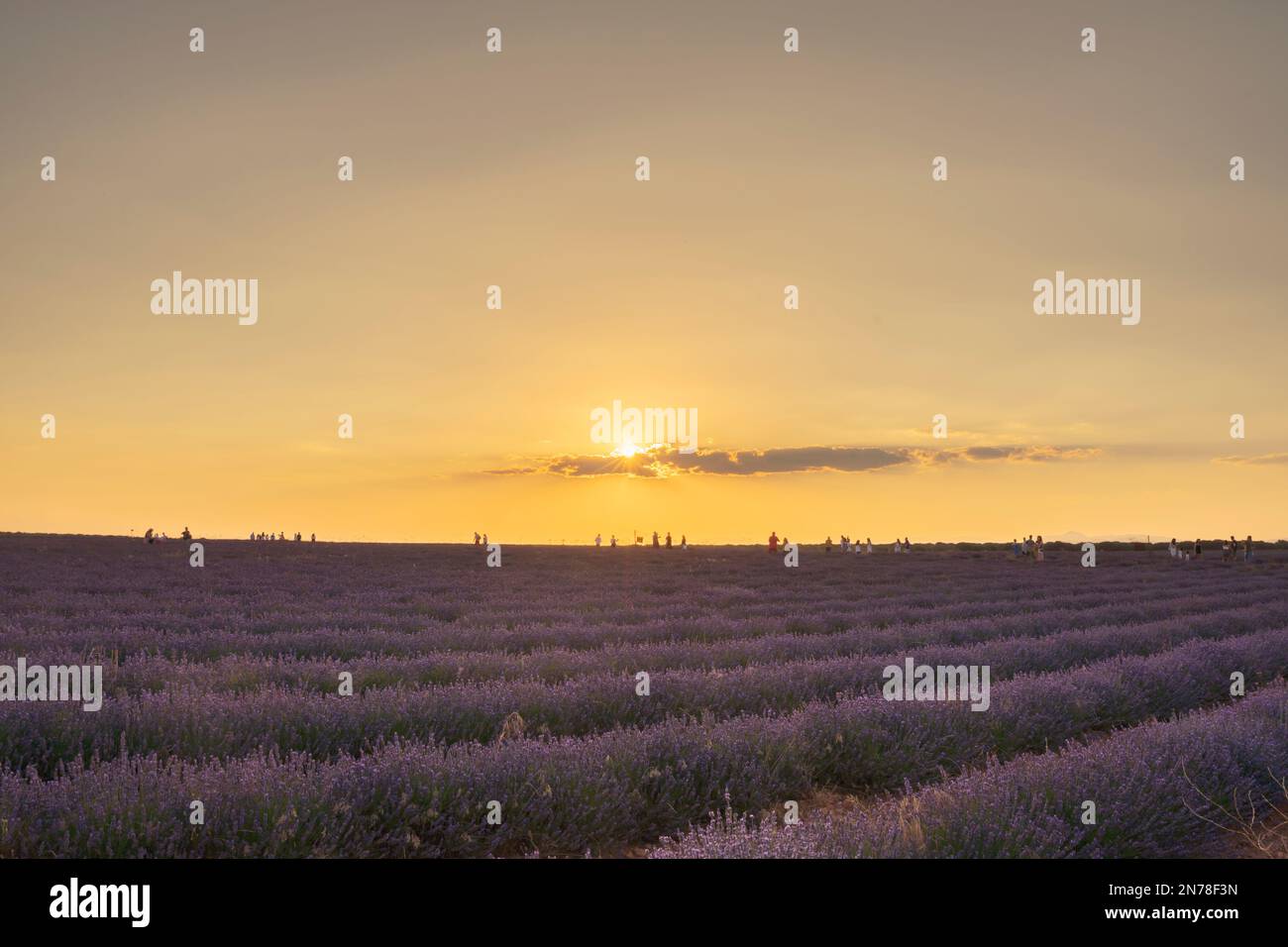 Una bella foto di campi di lavanda durante il tramonto in Spagna Foto Stock