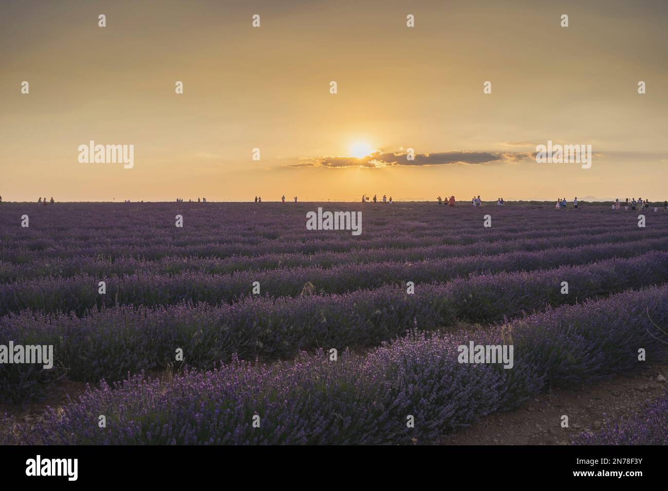 Una bella foto di campi di lavanda durante il tramonto in Spagna Foto Stock