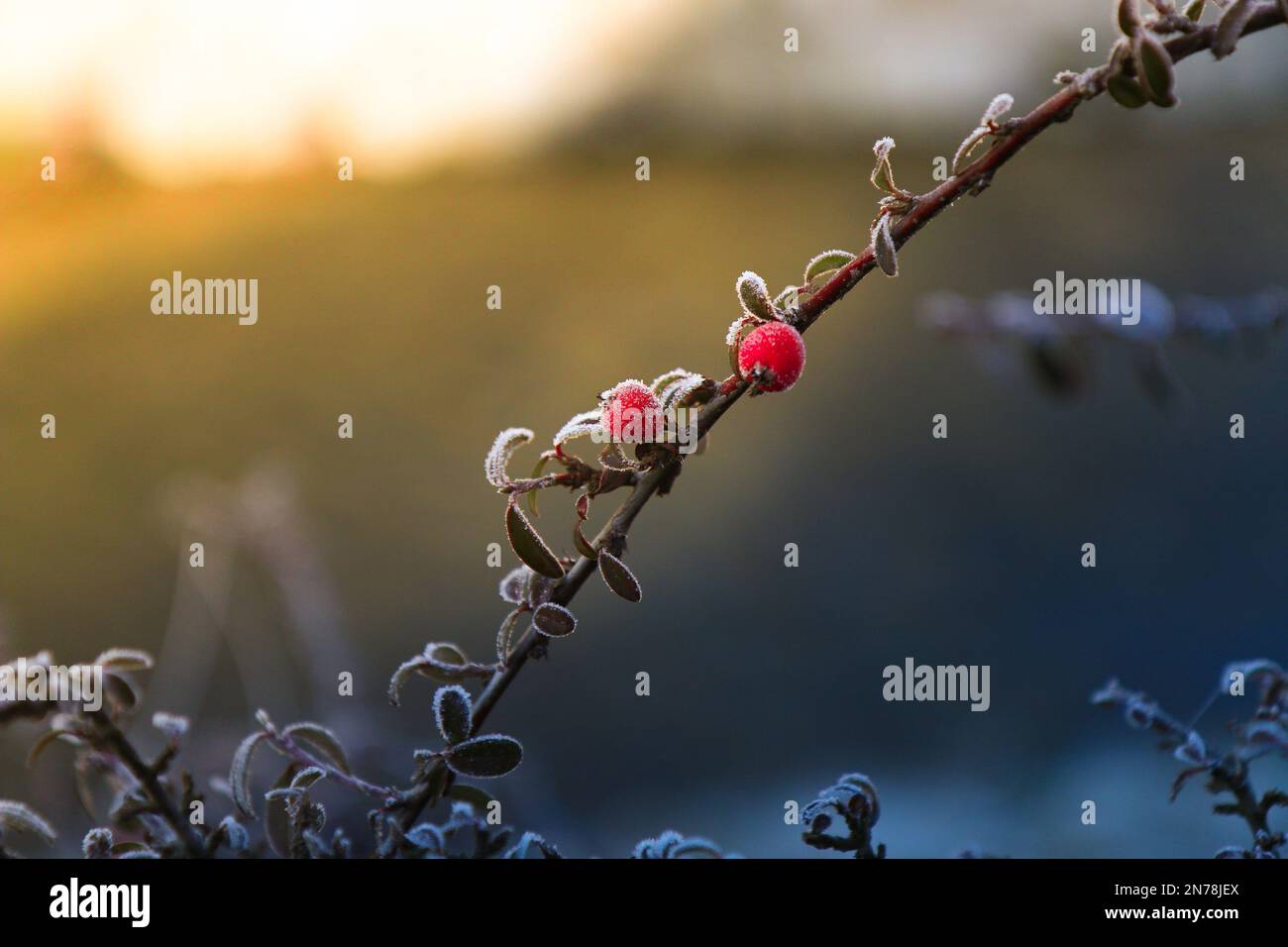 Flora e Fauna Foto Stock