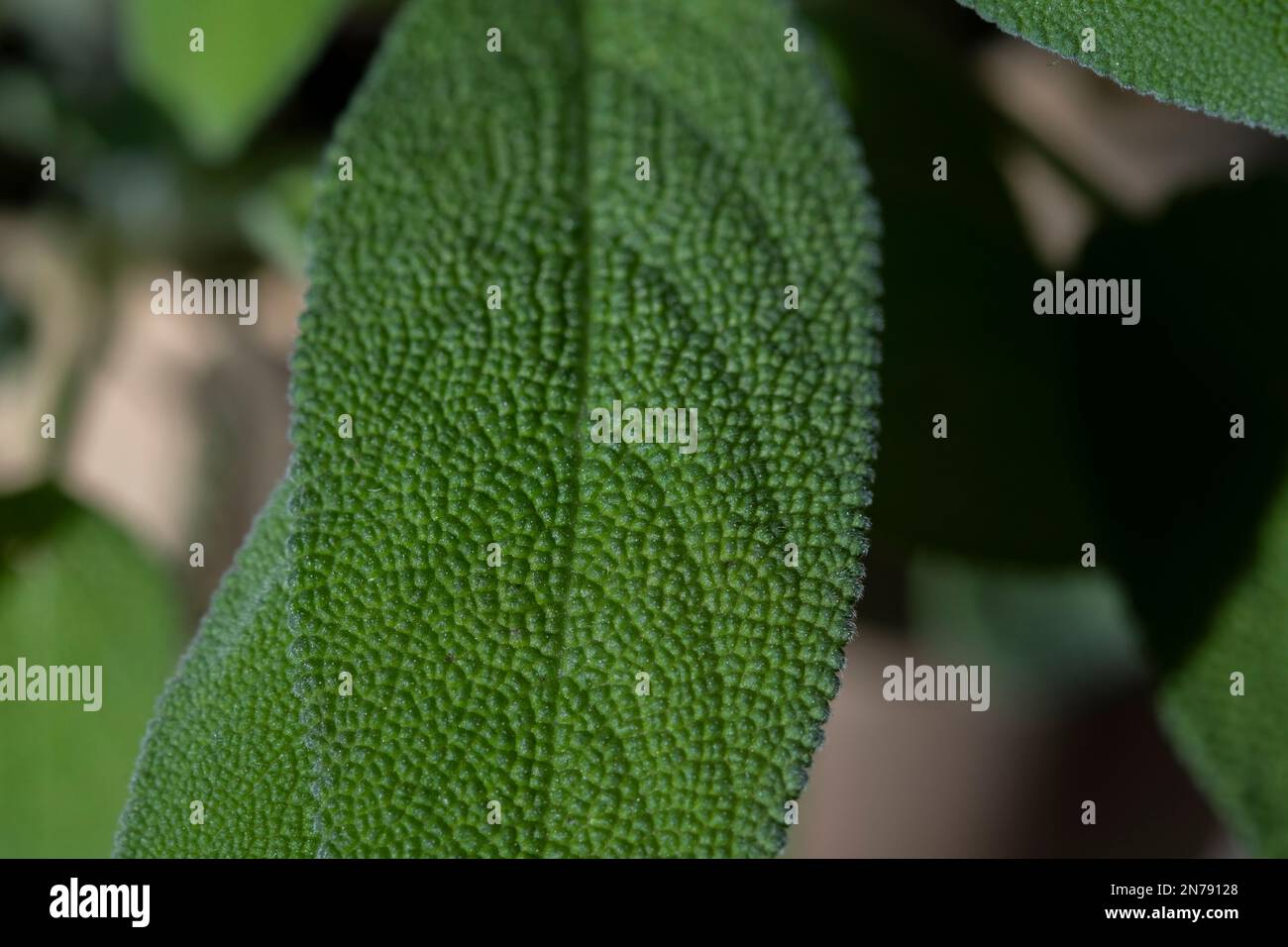 Primo piano di una pianta di salvia in un giardino di casa. Foto Stock