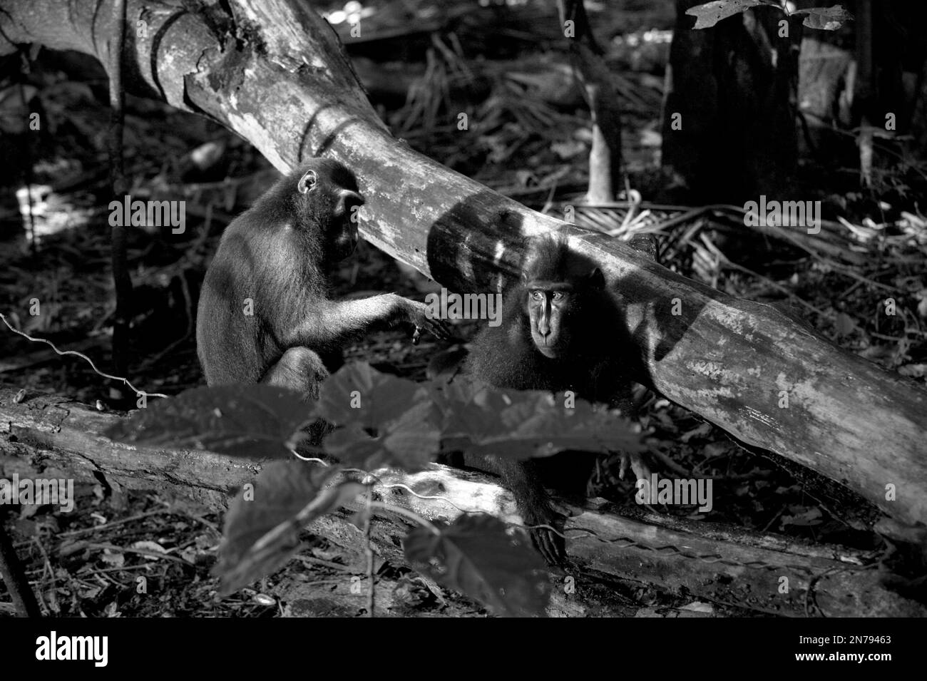 Due macachi neri di Sulawesi (Macaca nigra) vengono fotografati durante la loro attività sociale sui tronchi di alberi nella foresta di Tangkoko, Sulawesi settentrionale, Indonesia. Secondo gli scienziati, le maggiori minacce ai primati a livello globale sono rappresentate dalla caccia non indigena, dalla deforestazione e dall’agricoltura industriale, oltre che dallo sviluppo dei trasporti e delle infrastrutture idroelettriche. Nel regno indomalese, le aree protette (come la Riserva Naturale di Tangkoko) rappresentano solo fino al 9% della gamma dei primati. Foto Stock