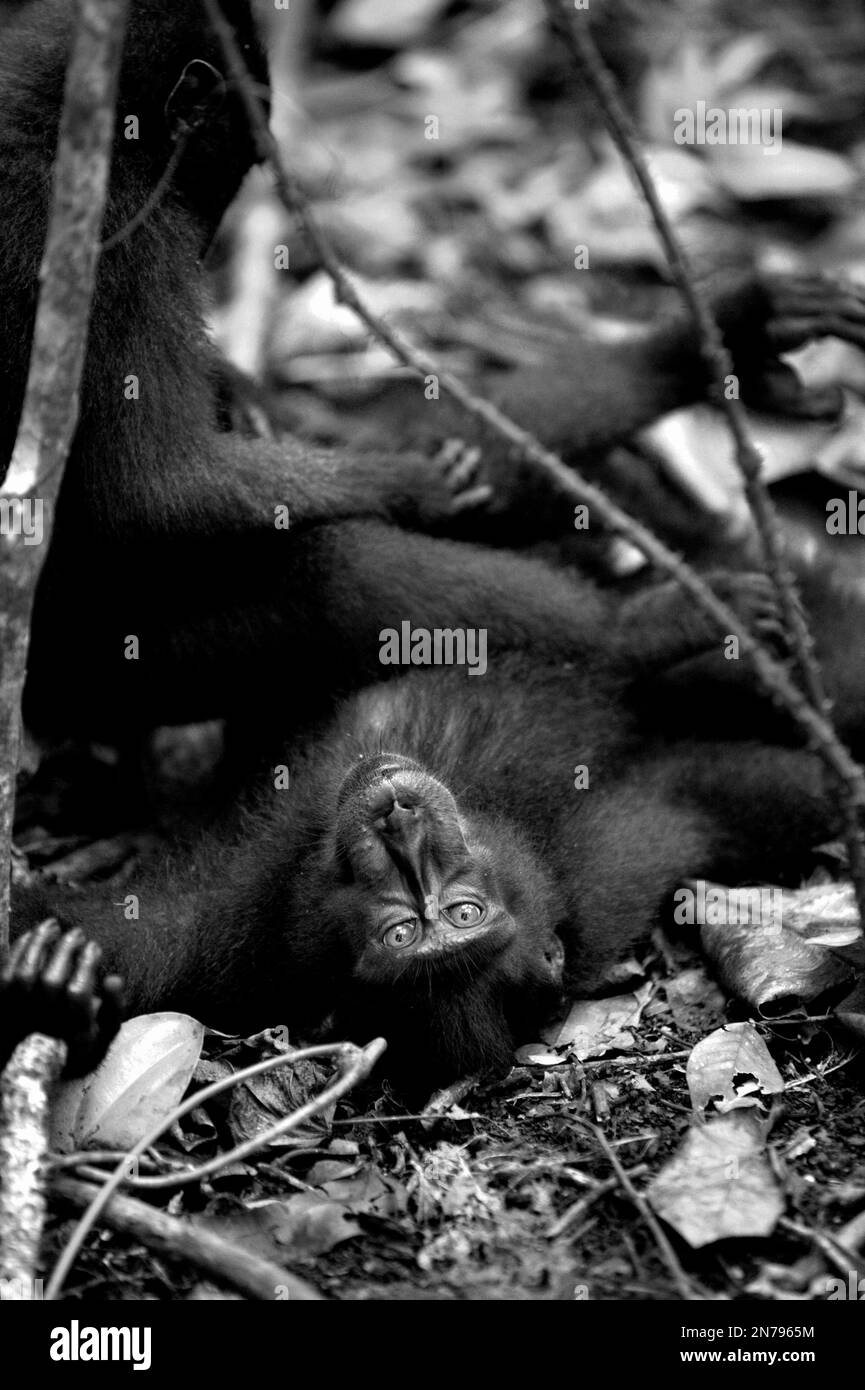 I macachi neri di Sulawesi (Macaca nigra) stanno avendo attività sociale mentre si trovano e si siedono sul pavimento della foresta nella riserva naturale di Tangkoko, Sulawesi settentrionale, Indonesia. Le femmine di questa specie endemica del Nord Sulawesi hanno interazioni affiliative (tra cui la cura del corpo) 2,5 volte all'ora e più del 60% di queste interazioni ha coinvolto il contatto con il corpo, secondo un team di scienziati primati guidati da Julie Dube nel loro documento di ricerca pubblicato su American Journal of Primatology. "Le femmine sono state coinvolte in un bout governante con un'altra femmina circa una volta all'ora", hanno scritto. Foto Stock