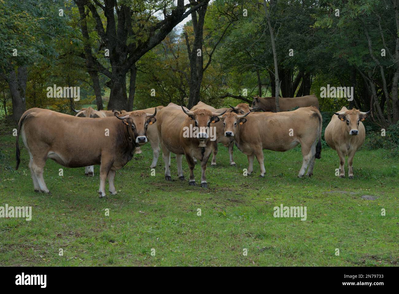 Gruppo di Aubrac vacche, nel loro prato in Auvergne. Foto Stock