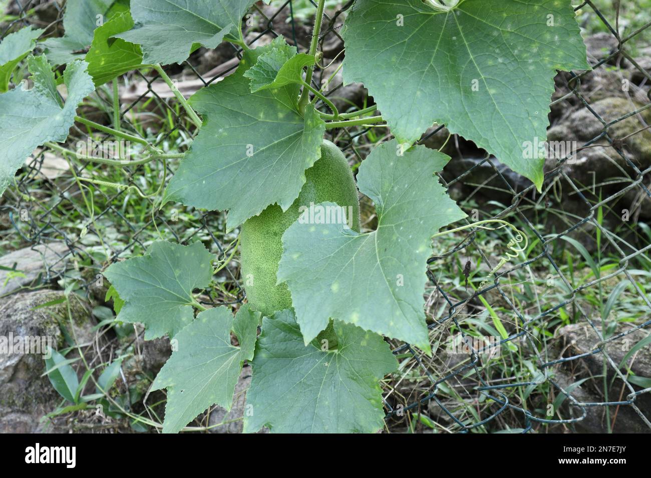 Un vitigno di zucca di cera (Benincasa hispida) cresce su un recinto, con un grosso frutto di zucca appesa tra le foglie Foto Stock