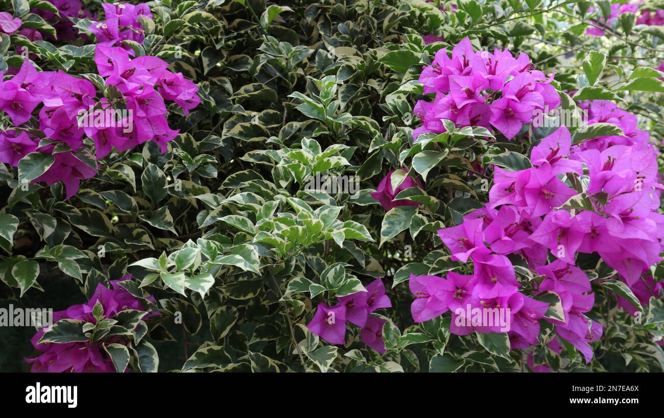 Fogliame variegato verde e bianco di un albero di Bougainvillea con fiori viola sullo sfondo Foto Stock