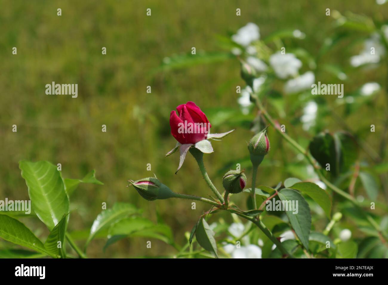 Un bocciolo di fiori di rosa rosso in fiore con pochi boccioli di rosa aperti nel giardino Foto Stock