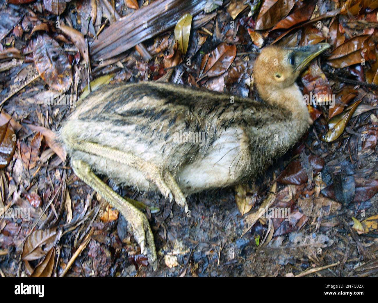 Il pulcino di cassowary del sud (Casuarius johnsoni) che è molto malato e non può levarsi in piedi in su dal pavimento della foresta pluviale, torrente di Woopen, Queensland, Australia Foto Stock