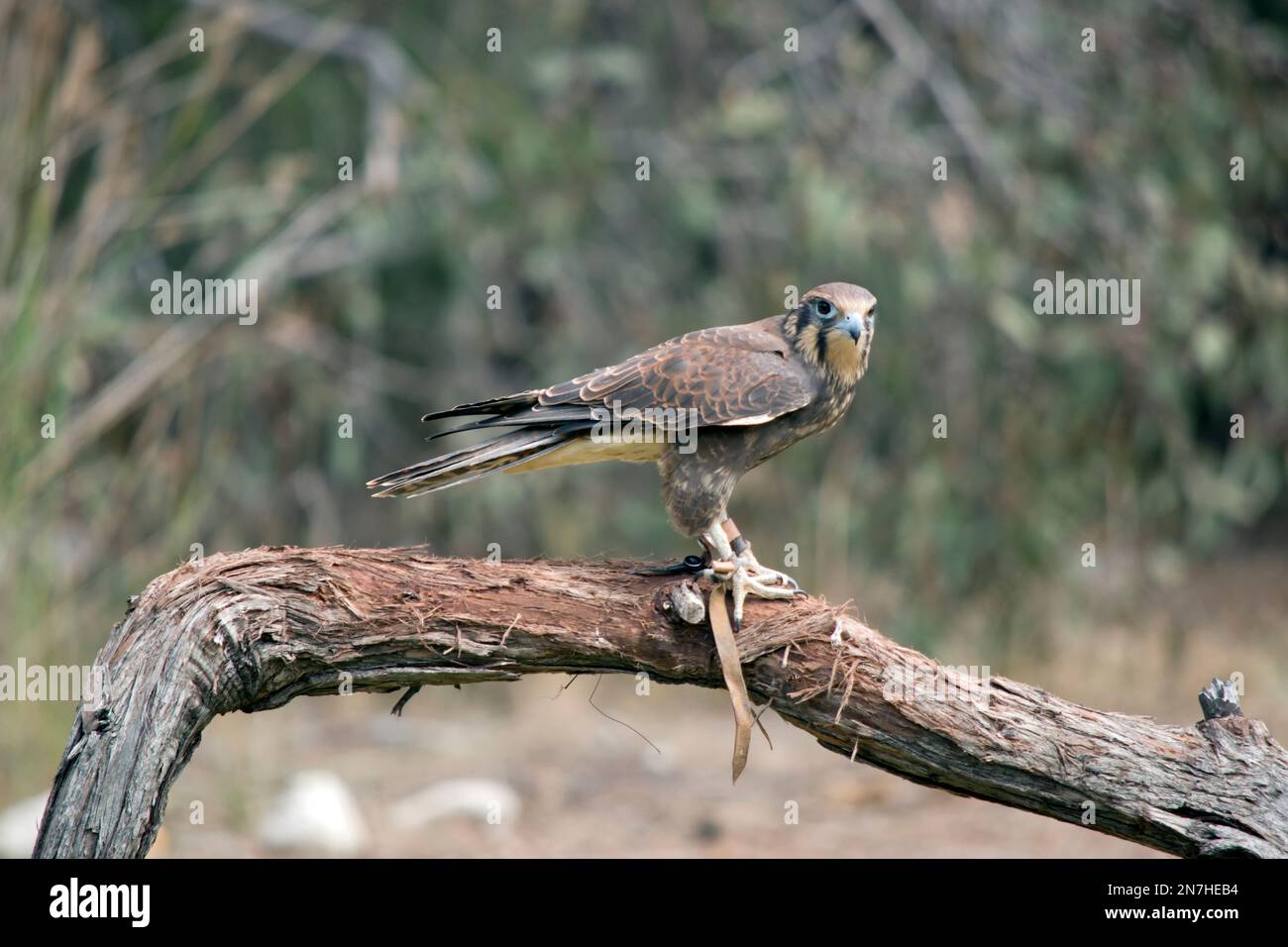 il falco marrone è arroccato su un ramo di albero Foto Stock