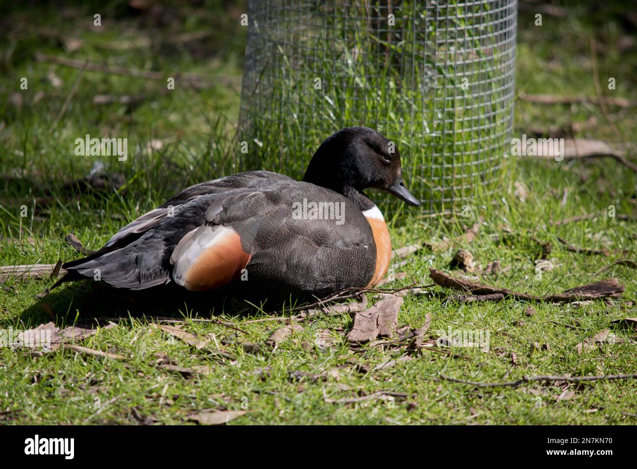 Lo Shelduck australiano è seduto sull'erba Foto Stock