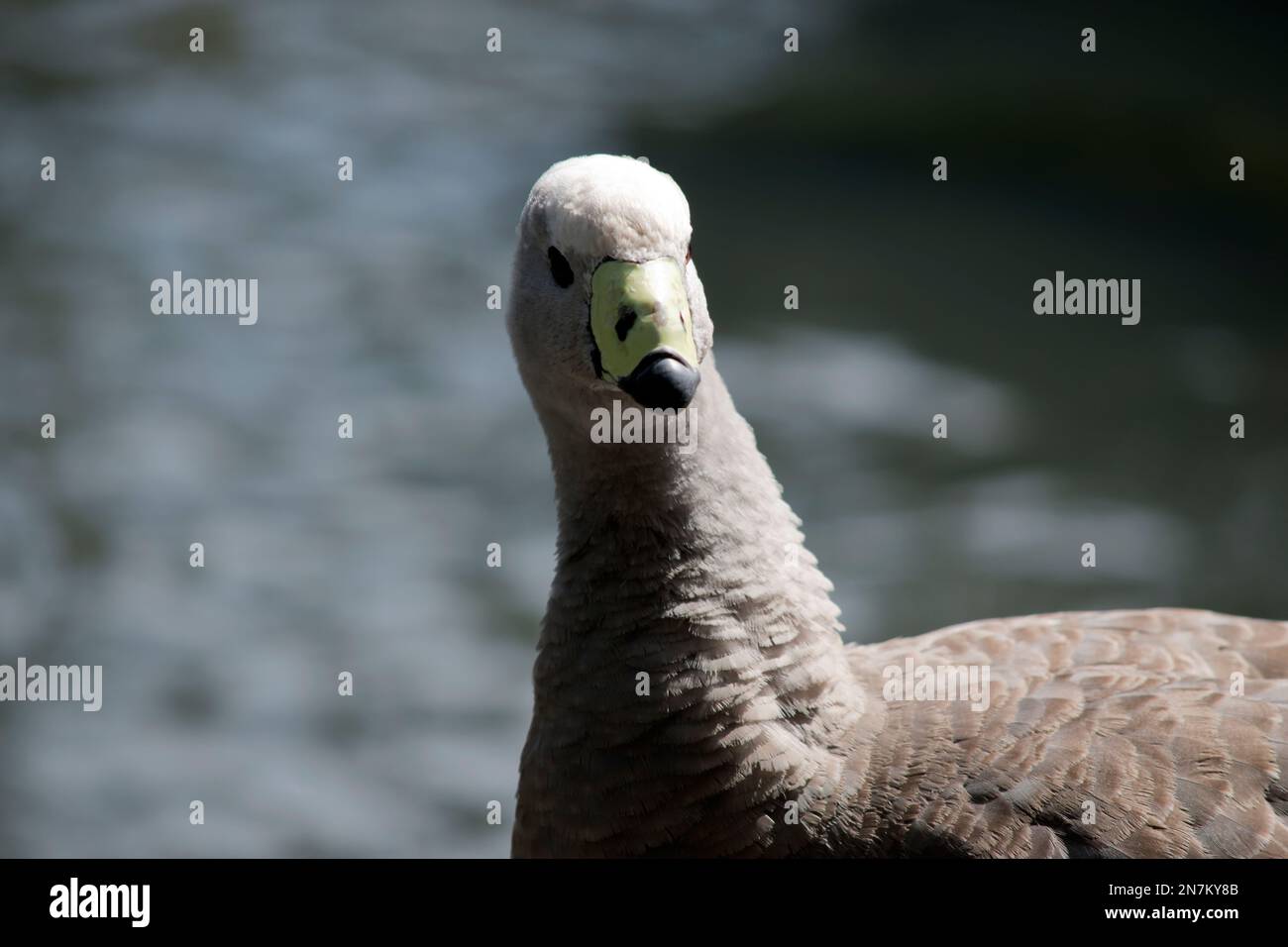 questo è un primo piano di un'oca di cape barren Foto Stock