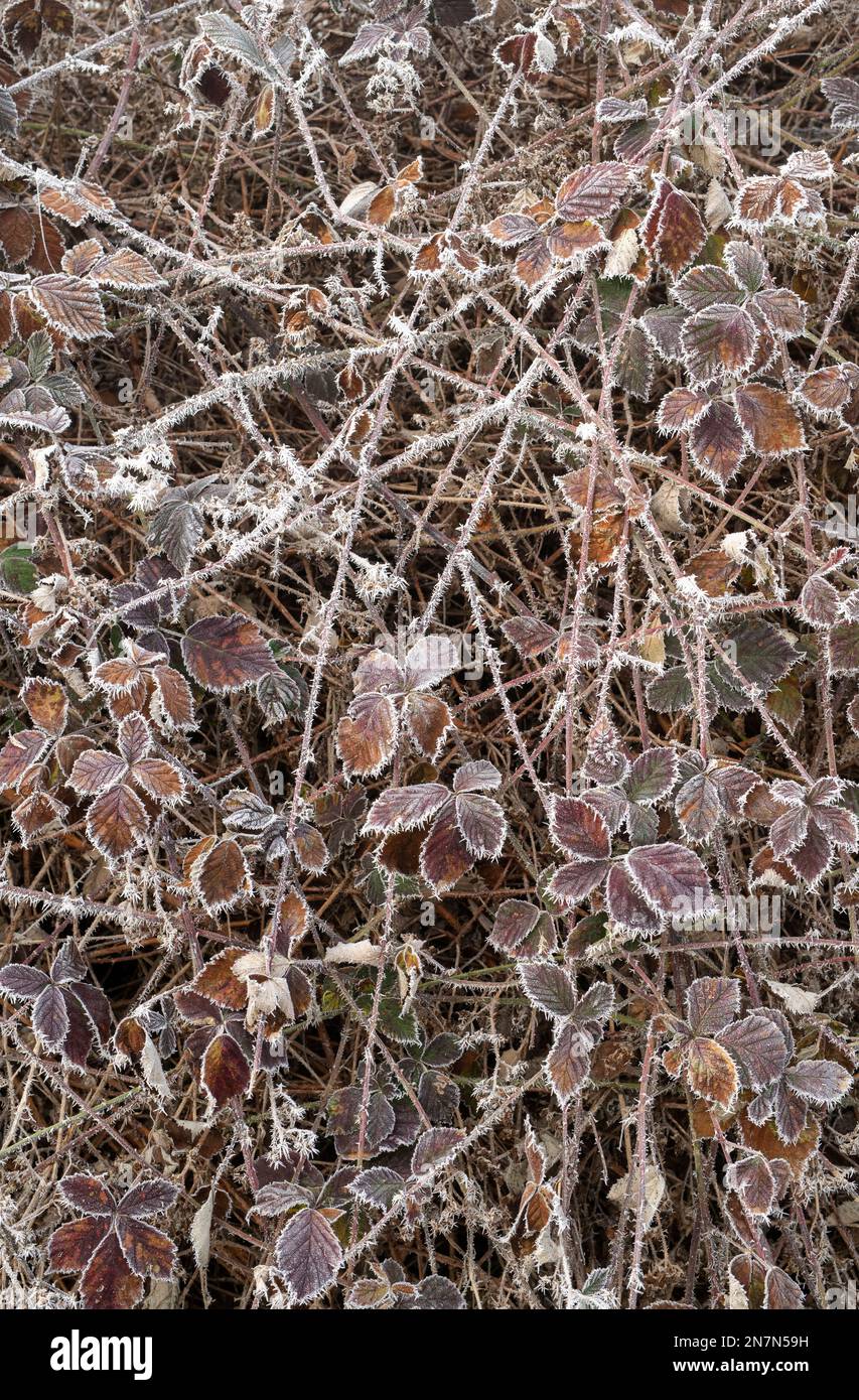 Rubus frutticosus. Foglie di Bramble coperte da una brina di bue nella campagna inglese Foto Stock