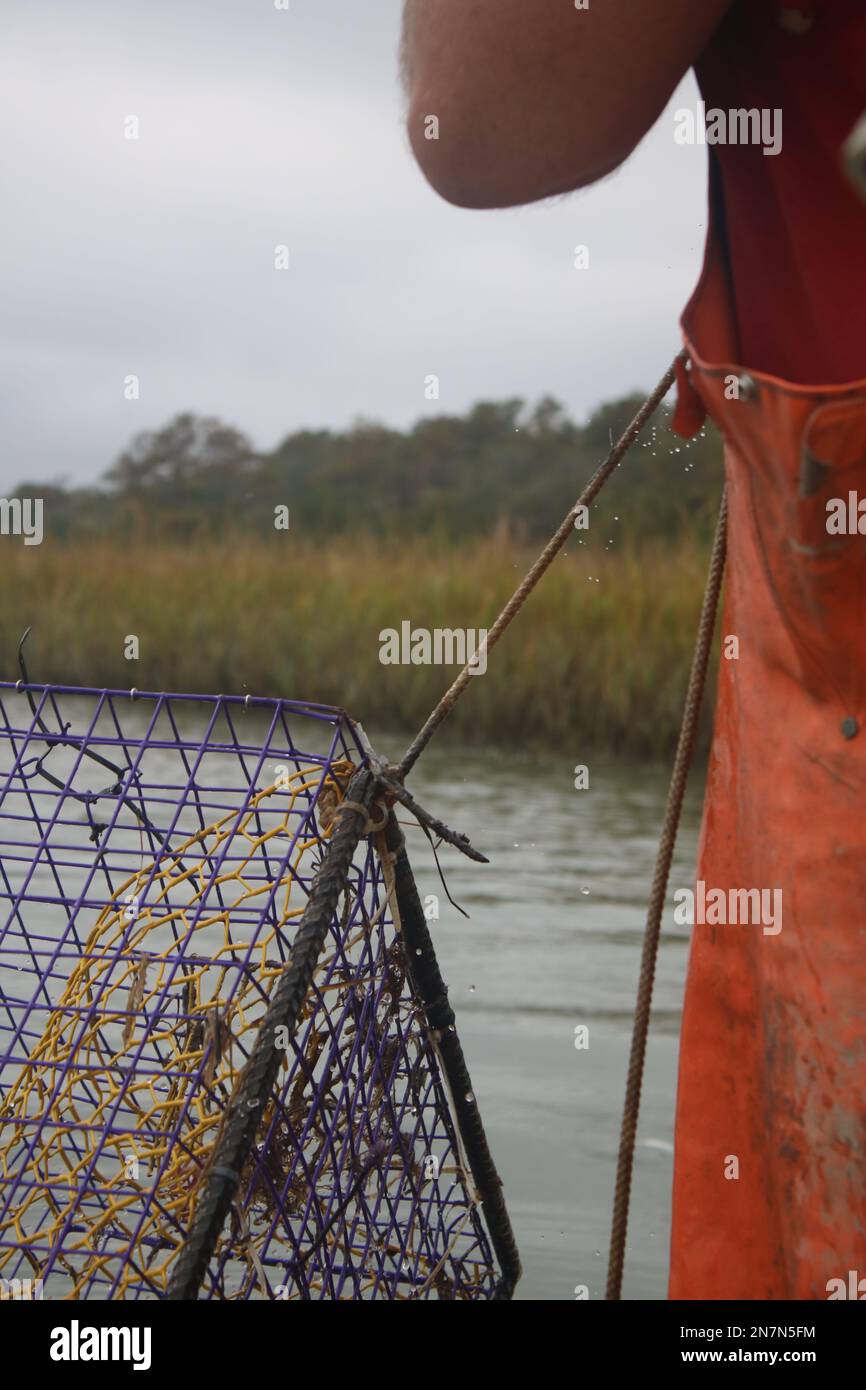 Pescatore commerciale che tira su la trappola blu del granchio Foto Stock