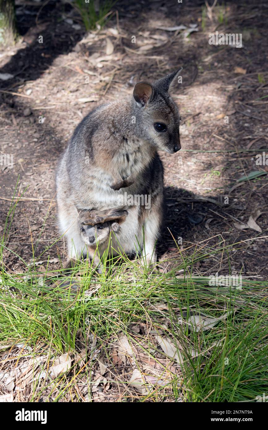 il wallaby delle mammelle ha un joey nel suo sacchetto la sua testa e le gambe stanno uscendo Foto Stock