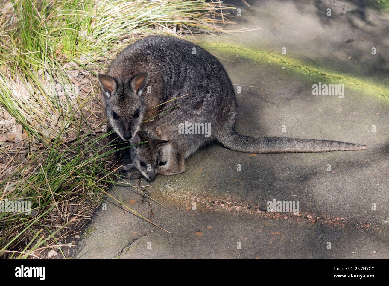 Il wallaby delle mammelle è un piccolo wallaby grigio con le braccia tan e le strisce bianche della guancia e una coda lunga Foto Stock