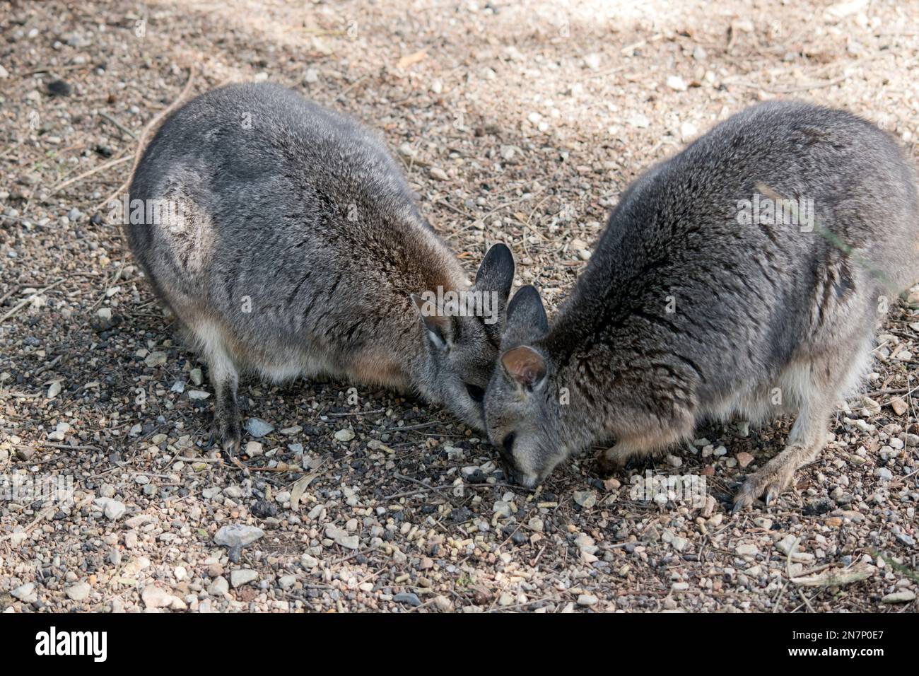 i due wallaby di mammar stanno mangiando il cibo lasciato dai turisti Foto Stock