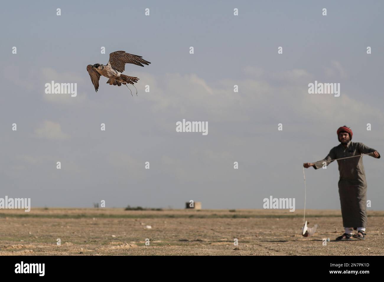 Borg El Arab, Egitto. 10th Feb, 2023. Un falco vola durante la corsa di Horus per gli uccelli rapaci, organizzato dall'Egitto Falconers Club nel deserto di Borg al-Arab vicino Alessandria. La corsa prende il nome dall'antico dio egiziano a testa di falco 'Horus' e porta falconieri da tutto l'Egitto per mostrare le abilità del loro rapitore nella caccia e la velocità di volo. Credit: Gehad Hamdy/dpa/Alamy Live News Foto Stock