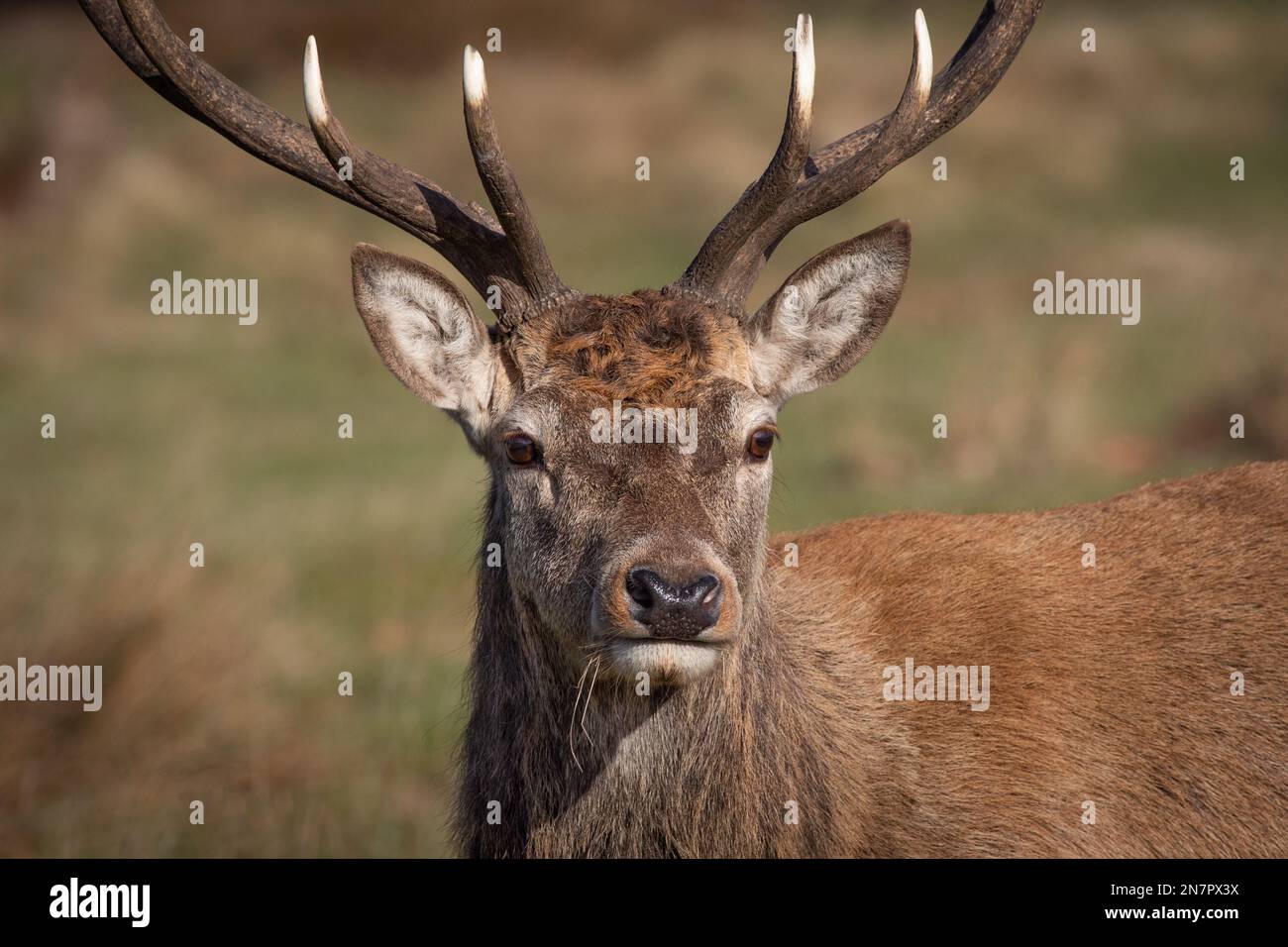 Un ritratto molto ravvicinato di un cervo rosso maschio. Mostra la testa e il viso guardando avanti con dettagli nella pelliccia. Foto Stock