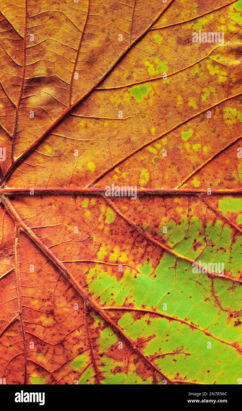 Dettaglio ravvicinato di vene di foglie d'acero deteriorate in autunno o in autunno Foto Stock