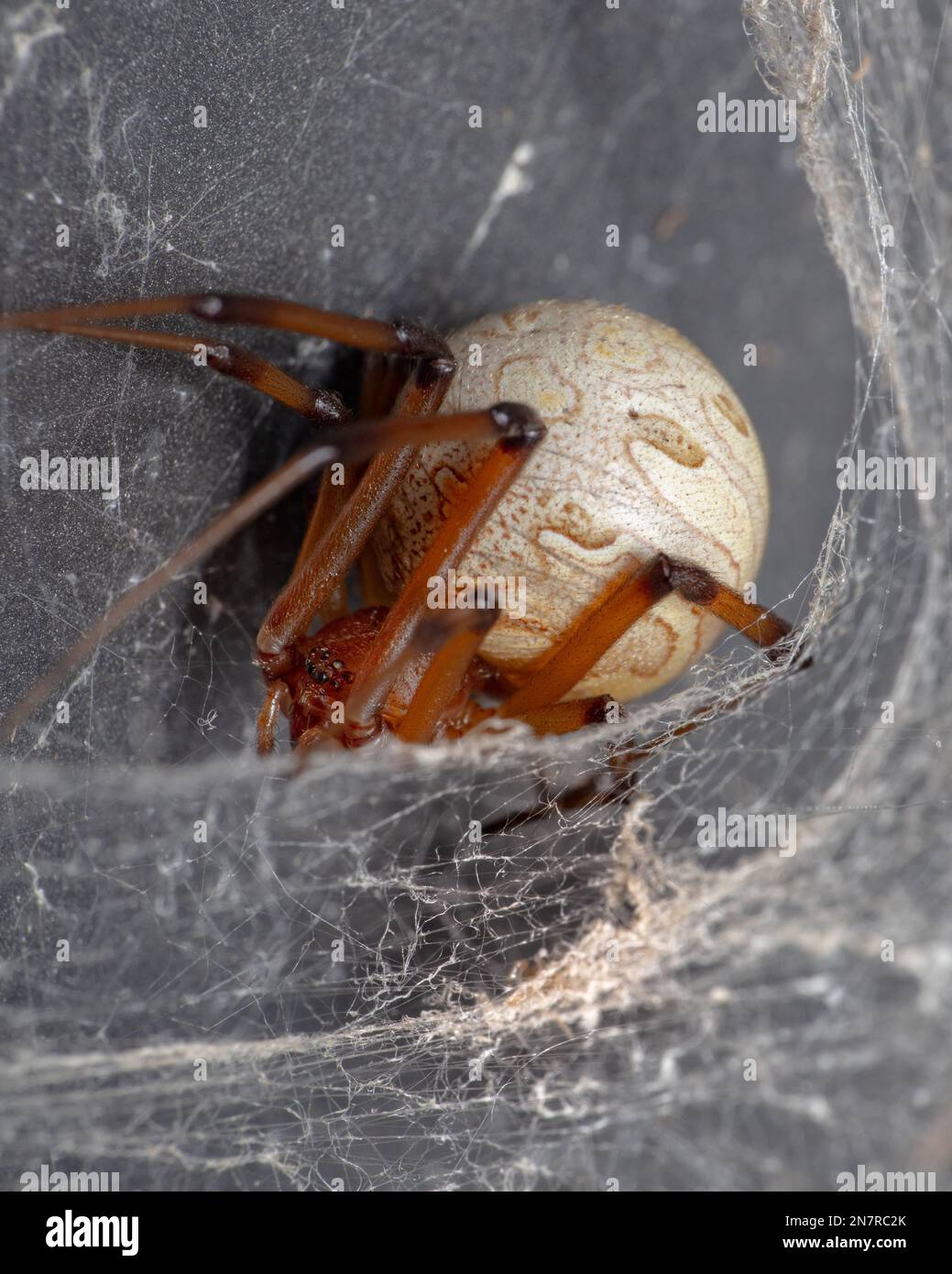 Un primo piano di un ragno vedova marrone che costruisce il suo ciottolo su una superficie grigia con sfondo sfocato Foto Stock