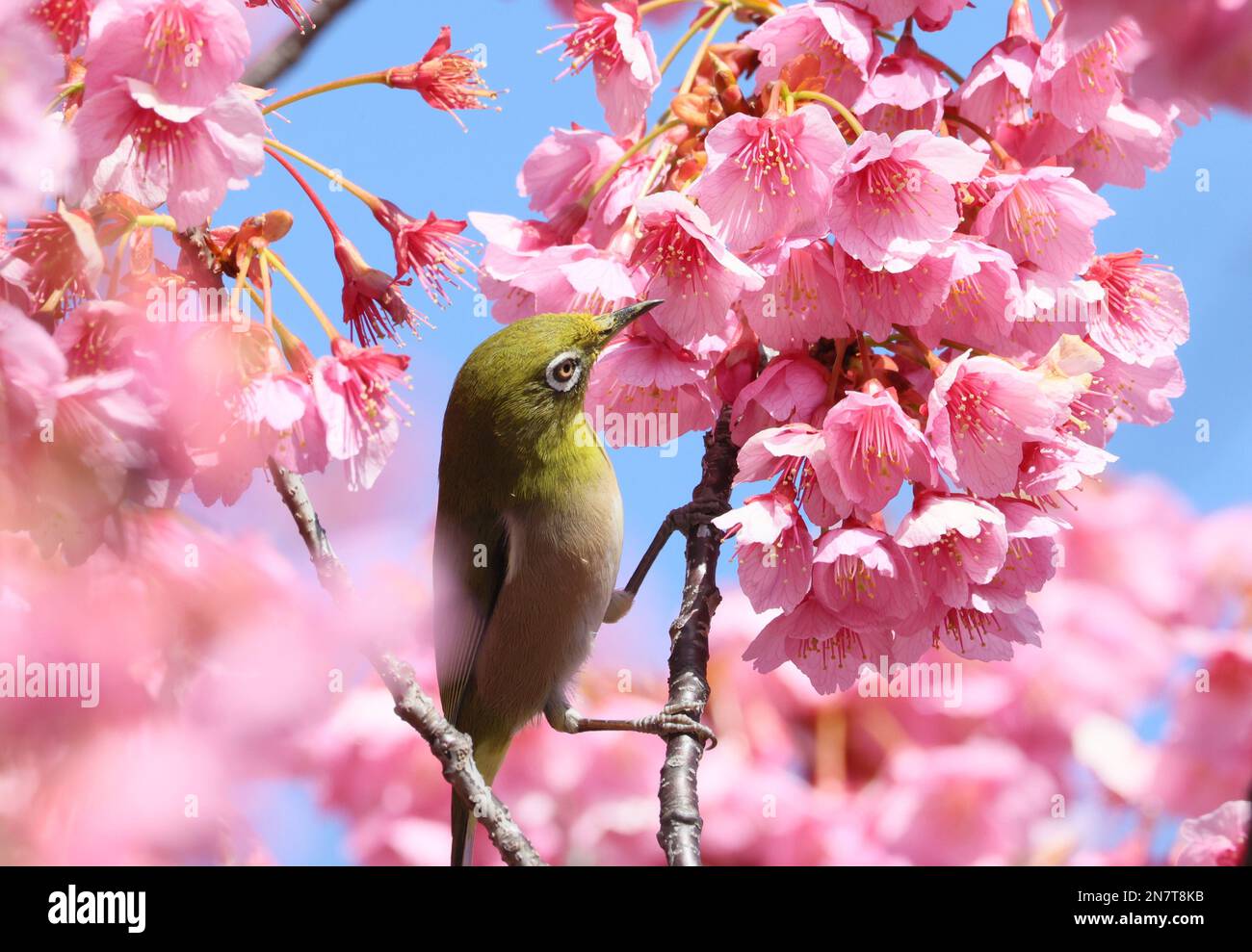 Tokyo, Giappone. 11th Feb, 2023. Un uccello si appella su un ramo di ciliegio fiorito in anticipo al santuario di Ebara a Tokyo il sabato 11 febbraio 2023. (Foto di Yoshio Tsunoda/AFLO) Credit: FILO Co.. Ltd./Alamy Live News Foto Stock