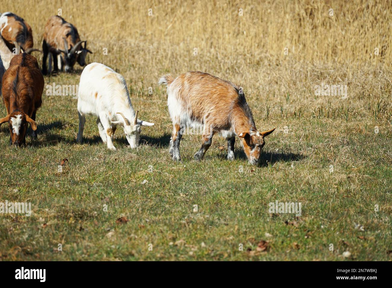 un gregge di pecore che mangiano, prato vicino a un lago, acqua Foto Stock