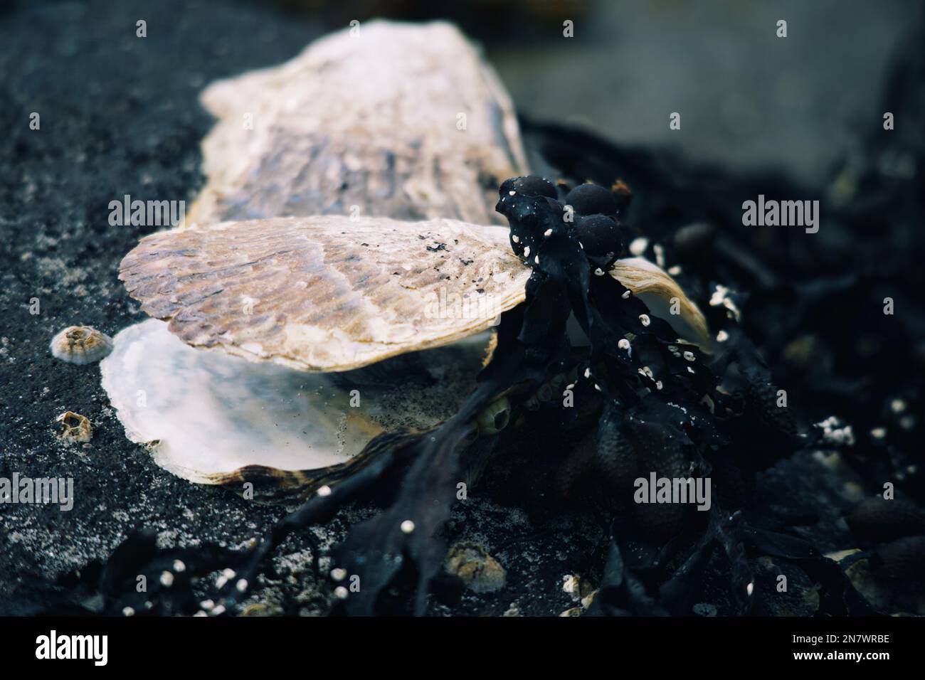 Vita marina, come cozze, gobbe e barnacoli, rinvenuti sulla riva del mare dopo una tempesta primaverile Foto Stock