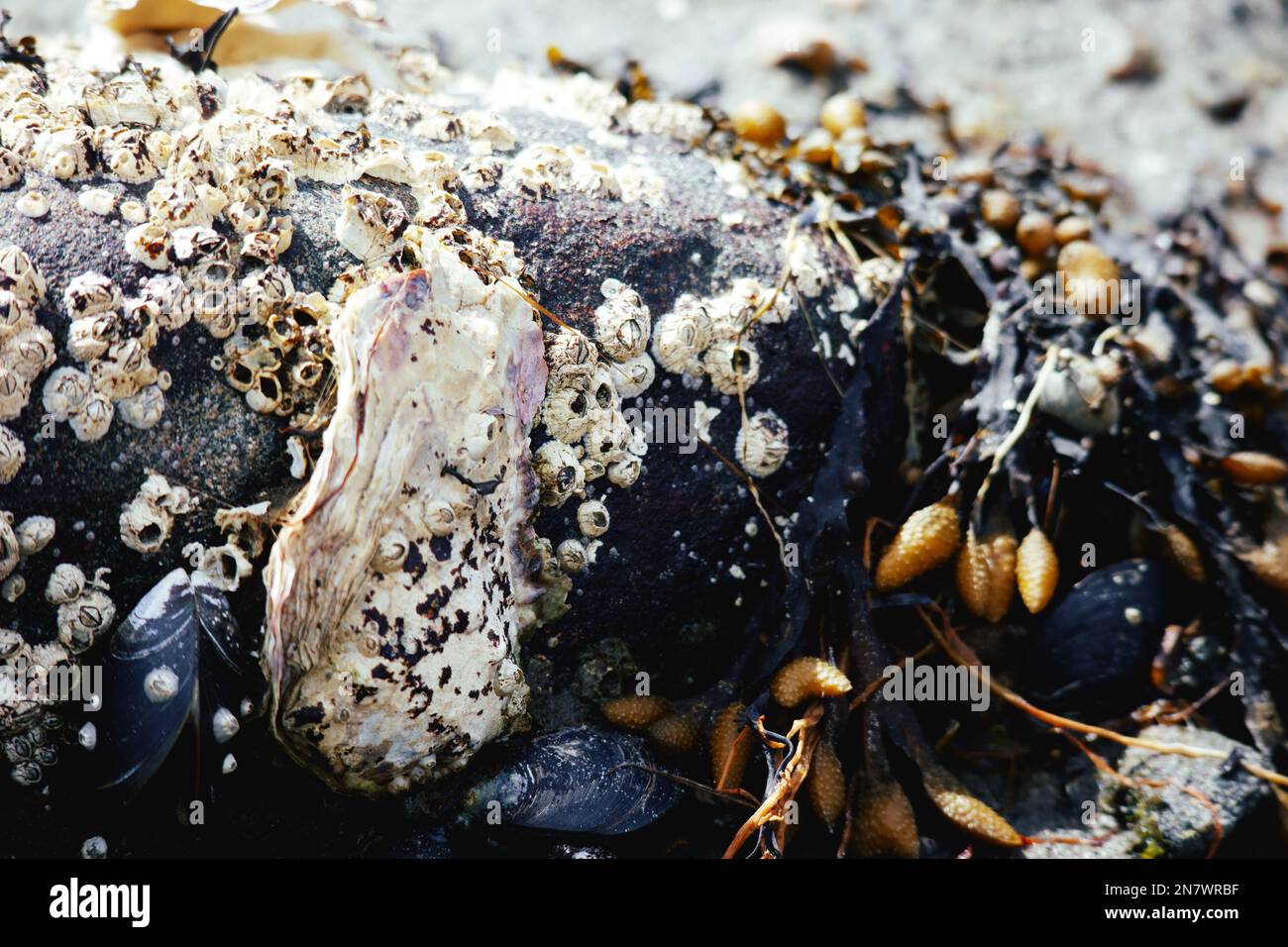 Vita marina, come cozze, gobbe e barnacoli, rinvenuti sulla riva del mare dopo una tempesta primaverile Foto Stock