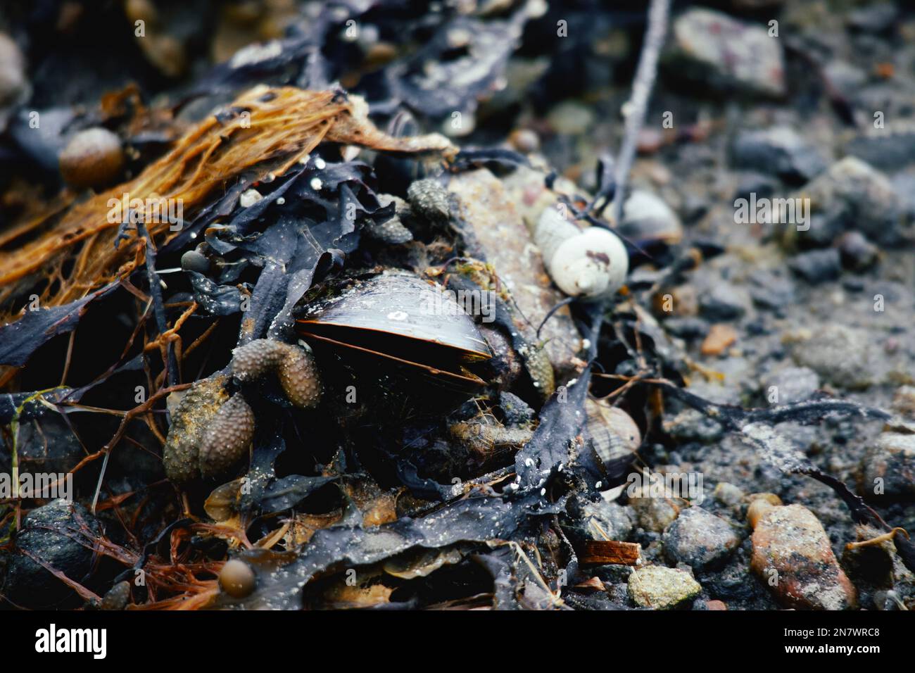 Vita marina, come cozze, gobbe e barnacoli, rinvenuti sulla riva del mare dopo una tempesta primaverile Foto Stock