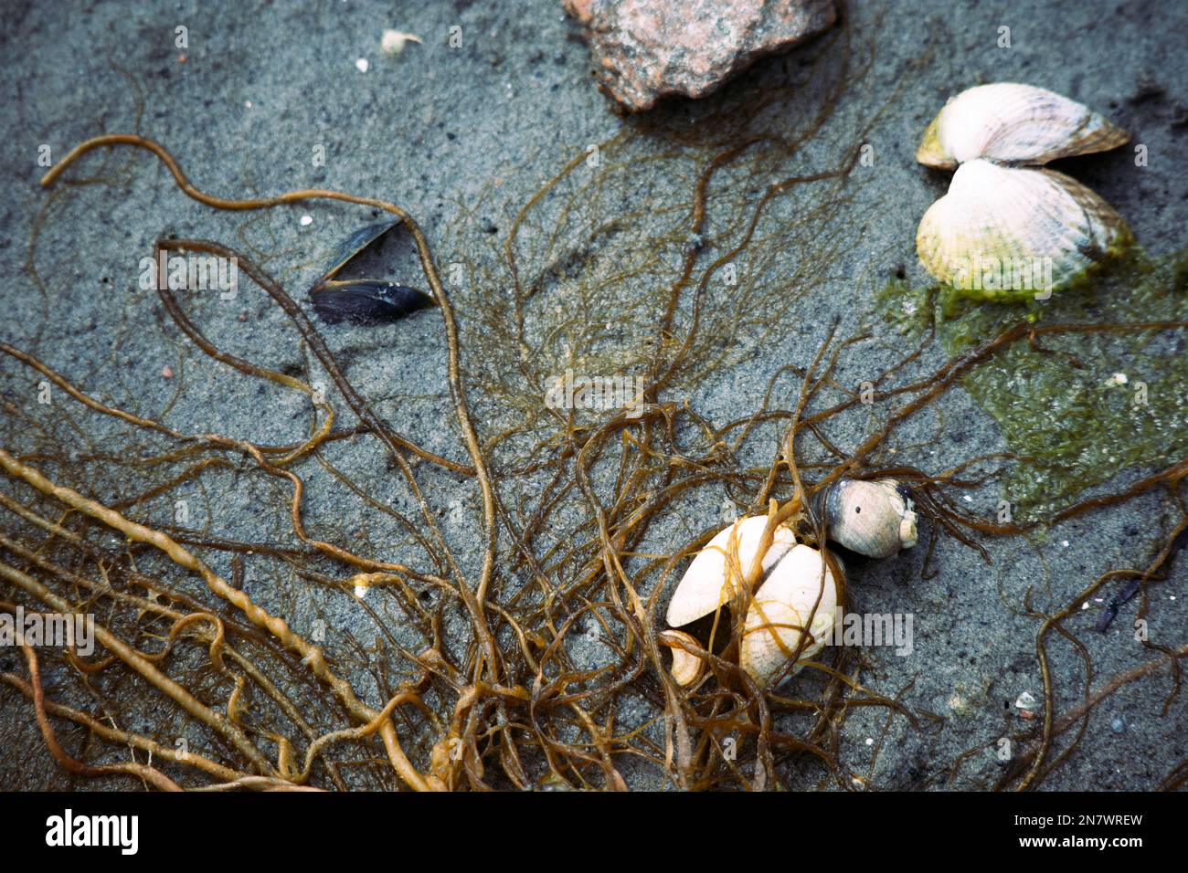 Vita marina, come cozze, gobbe e barnacoli, rinvenuti sulla riva del mare dopo una tempesta primaverile Foto Stock