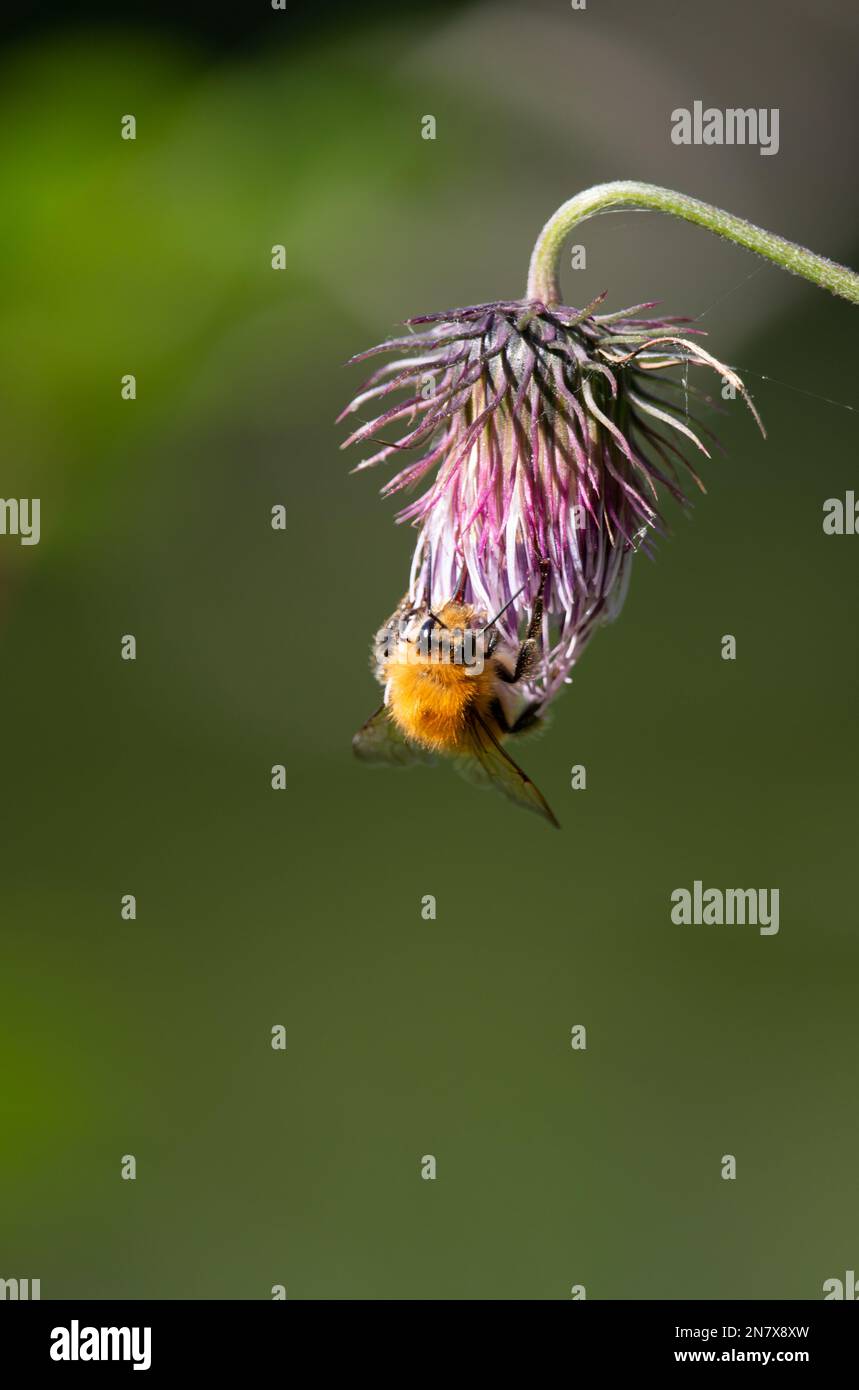 L'ape peloso che si nutra sul fiore del cardo Foto Stock