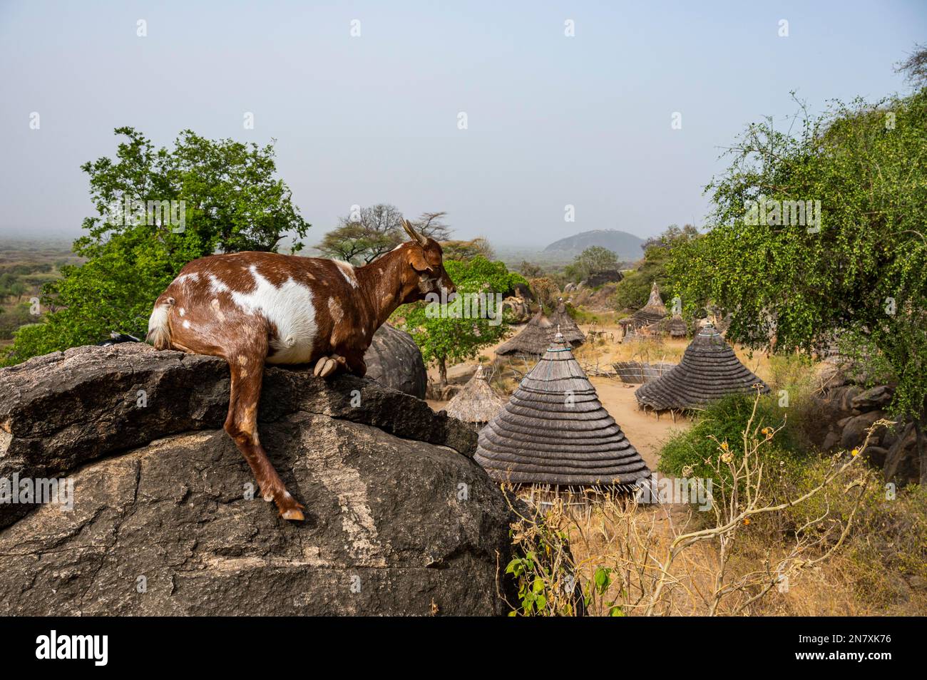 Capra su una roccia prima di costruire capanne tradizionali della tribù Laarim, colline di Boya, Equatoria orientale, Sud Sudan Foto Stock