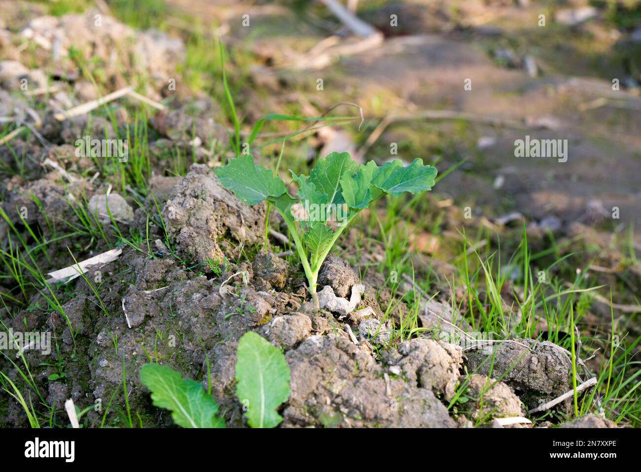 Nel campo crescono giovani piante di senape. Foto Stock