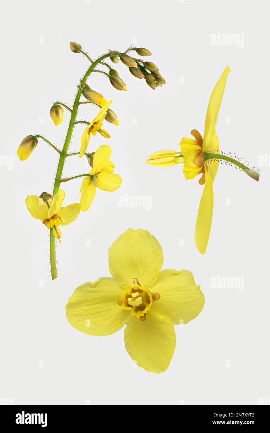 Elfflower (Epimedium perralchicum), Frohnleiten, fiore, quadro, Eurasia, Germania Foto Stock