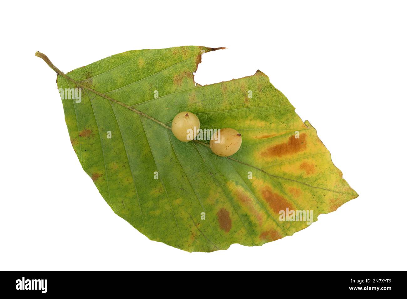 Midrange di faggio (Mikiola fagi) su foglia di faggio di rame (Fagus sylvatica), colorazione autunnale, Germania Foto Stock