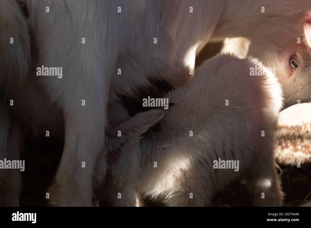 Vita di fienile rustico: Adorabili capre tibetane capra snuggled Up Foto Stock