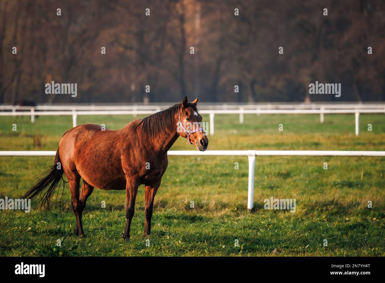 Cavallo purosangue su pascolo. mare incinta in fattoria animale. Paesaggio rurale Foto Stock