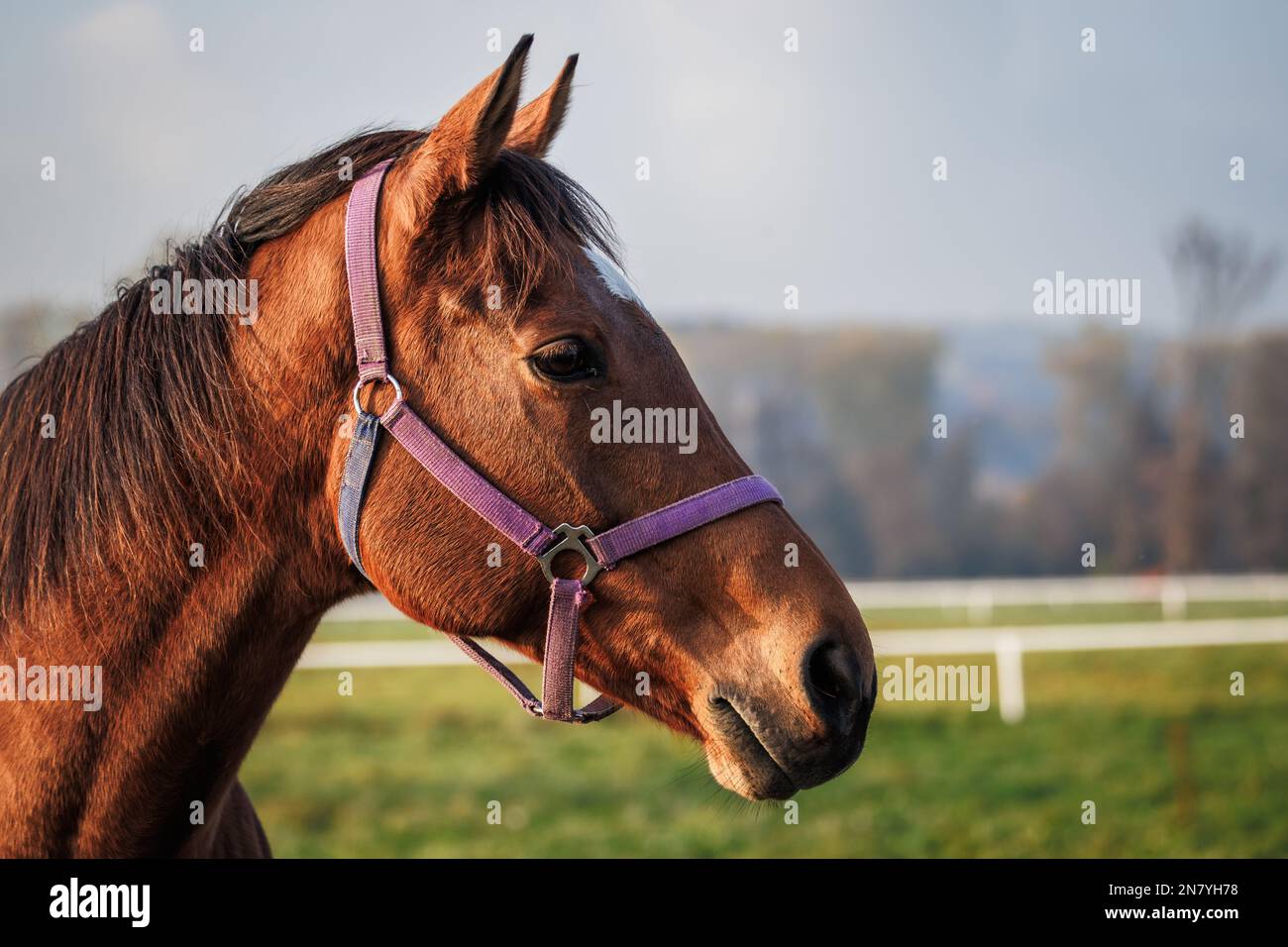 Ritratto di cavallo purosangue su pascolo in fattoria Foto Stock