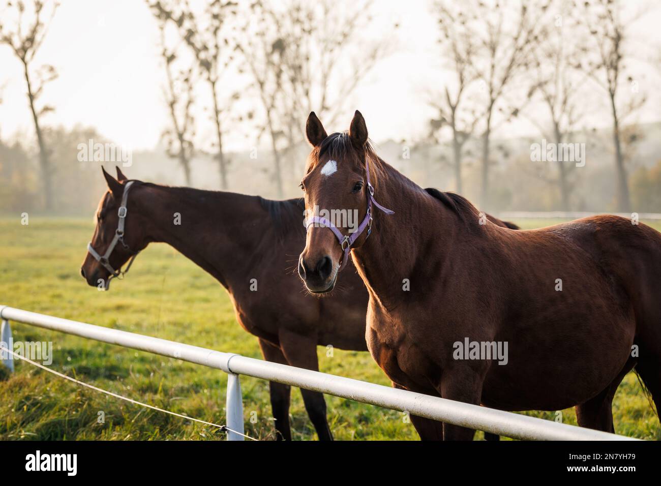 Cavalli sul pascolo. Due cavalli purosangue mare in fattoria Foto Stock
