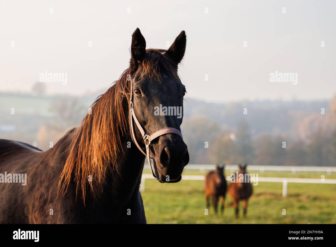 Cavallo purosangue mare su pascolo. Animale di fattoria. Paesaggio rurale Foto Stock
