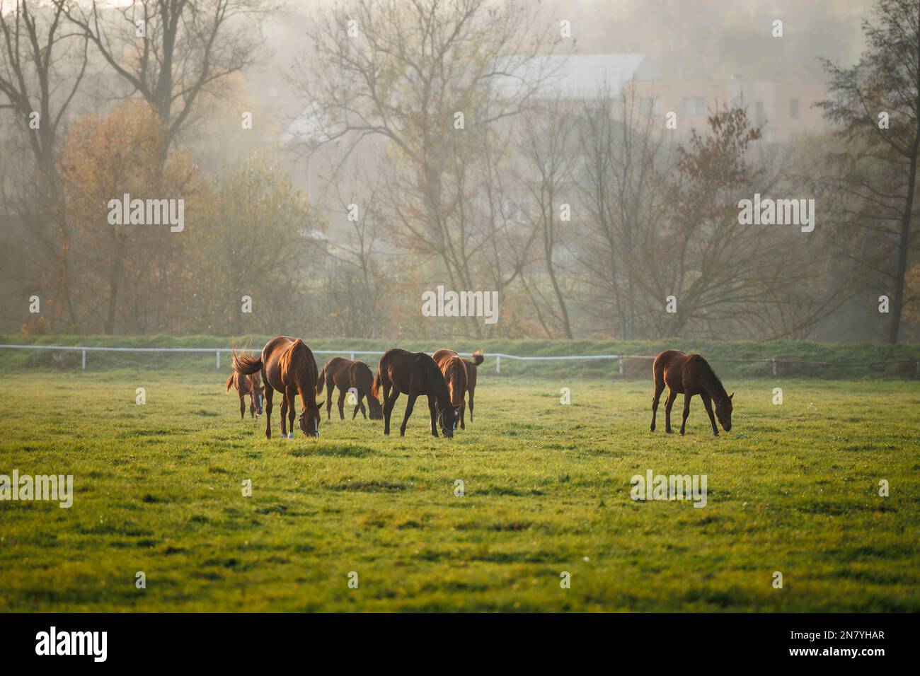 Mandria di cavalli purosangue che pascolano erba su pascoli. Fattoria animale. Paesaggio rurale Foto Stock