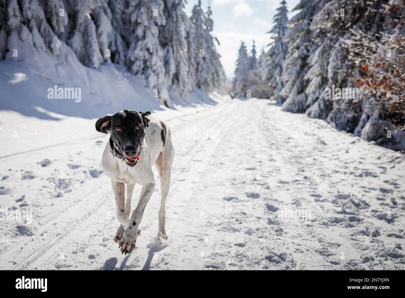 Slitta cane che corre su sentiero nevoso trekking nella foresta invernale. Nuova razza europea Slider Dog Foto Stock