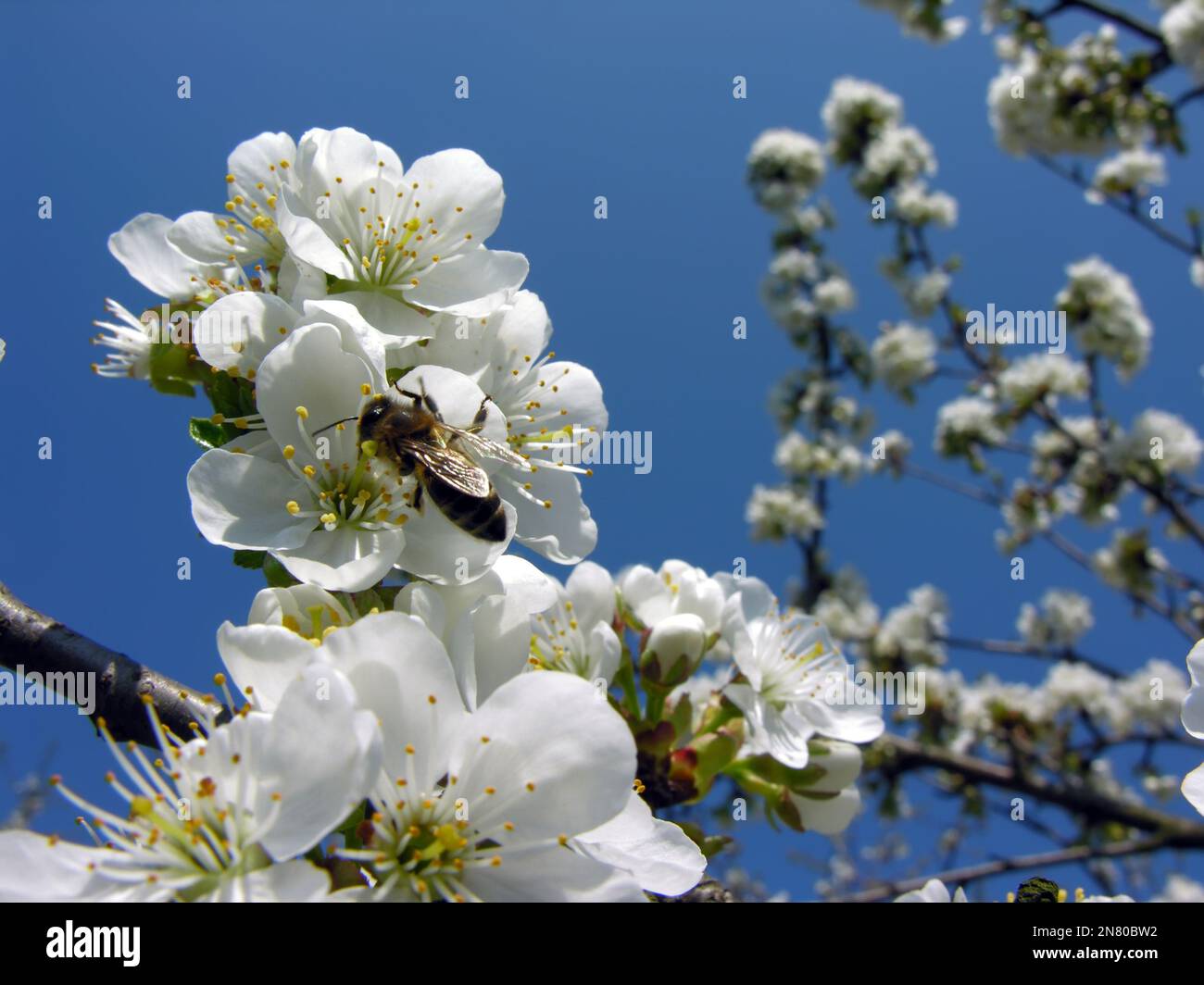 Close-up di fioritura susino ramo sul cielo blu sullo sfondo Foto Stock