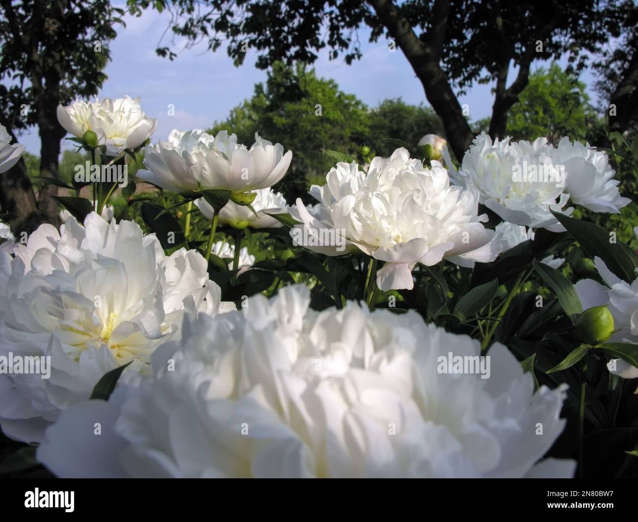 fioritura di fiori di peonia bianca nel letto di fiori al mattino presto Foto Stock