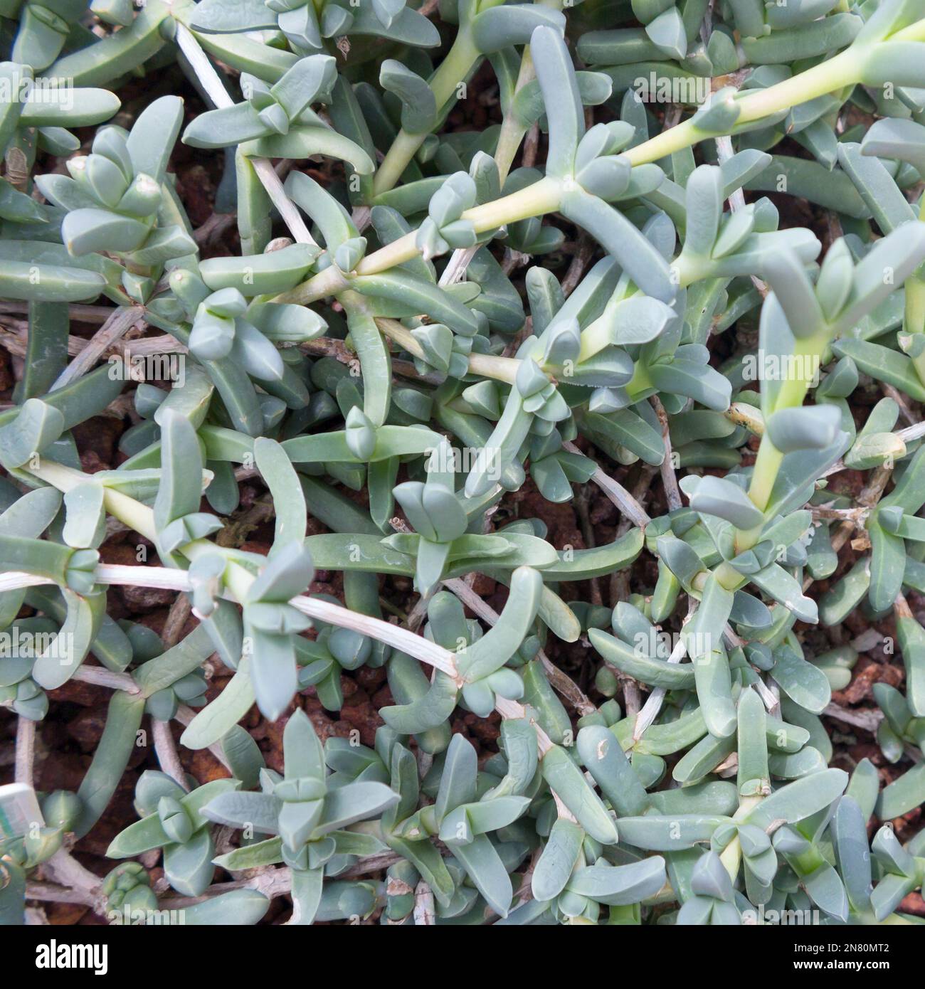 Astridia, Aizoaceae Foto Stock