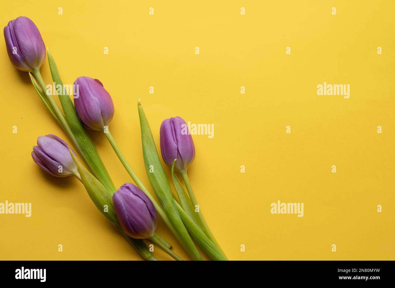Tulipani freschi di primavera su sfondo giallo per la festa della mamma, carta di auguri di San Valentino Foto Stock