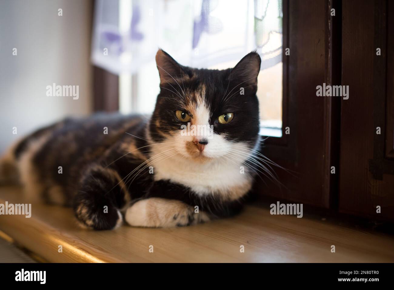 Tortoisehshell femmina casa gatto sdraiato sulla finestra Foto Stock