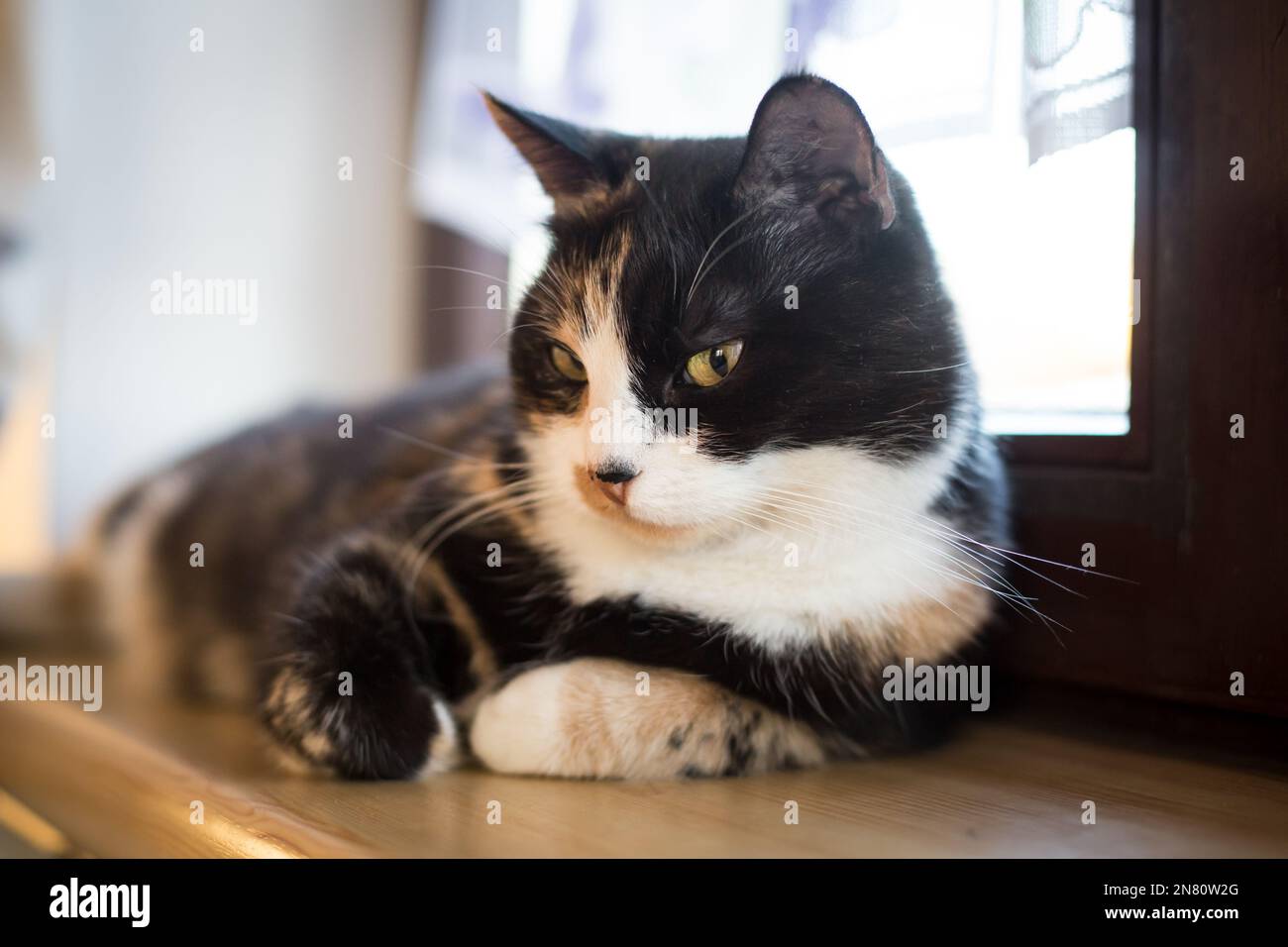 Tortoisehshell femmina casa gatto sdraiato sulla finestra Foto Stock