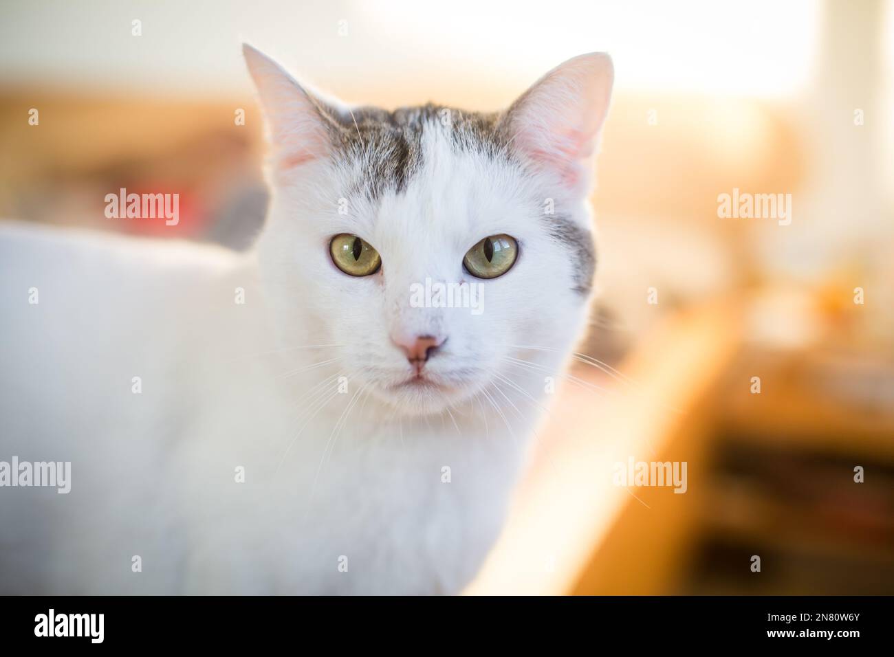 Bianco e tabby maschio casa gatto Foto Stock
