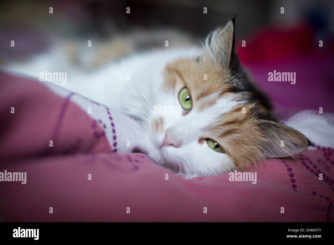 Casa femmina gatto con capelli lunghi e tortoisehshell Foto Stock